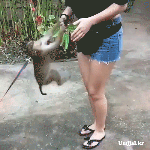 
원숭이의 역습.gif...
