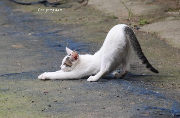 
고양이 자세

