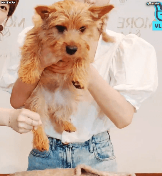 
모모
