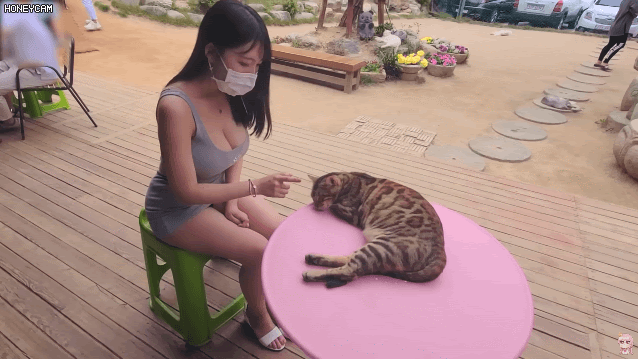 
고양이 카페에 놀러간 처자

