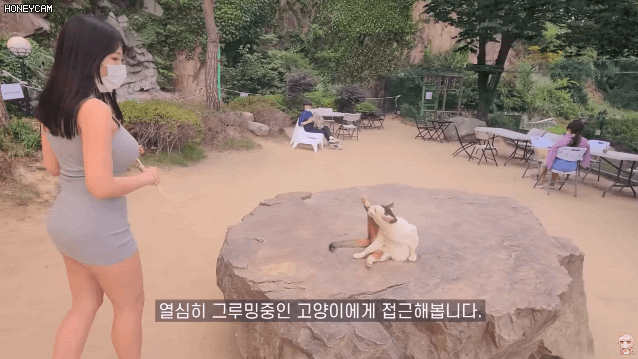 
고양이 카페에 놀러간 처자
