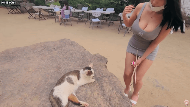 
고양이 카페에 놀러간 처자
