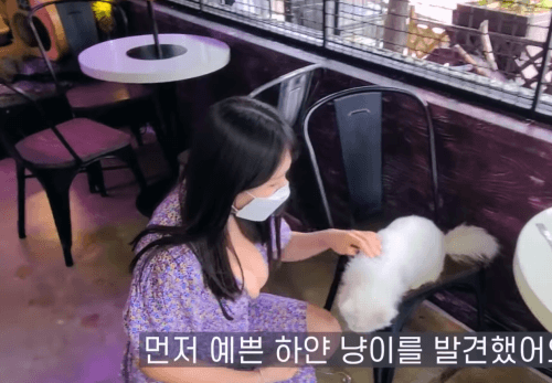 
고양이 이름이 뭐예요?

