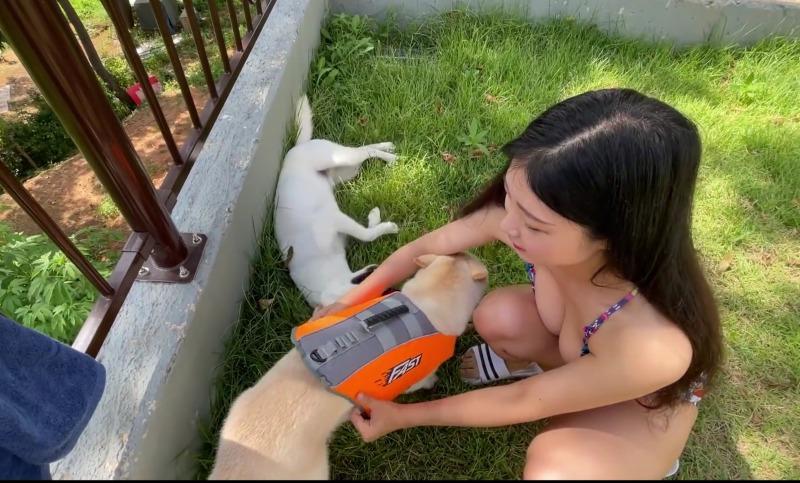 
개 키우기
