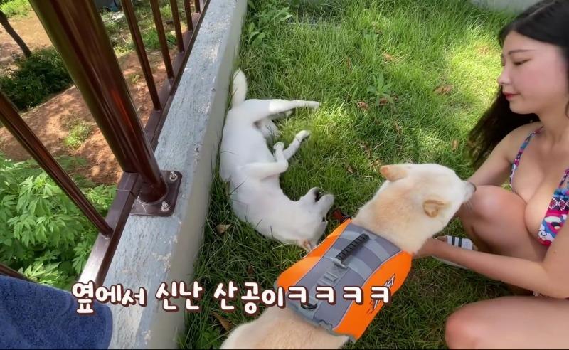 
개 키우기
